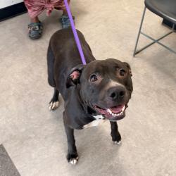 Shelter Stray Female Dog last seen , Animal Care & Control Team of Philly, 111 W Hunting Park Ave, Philadelphia, PA 19140, USA