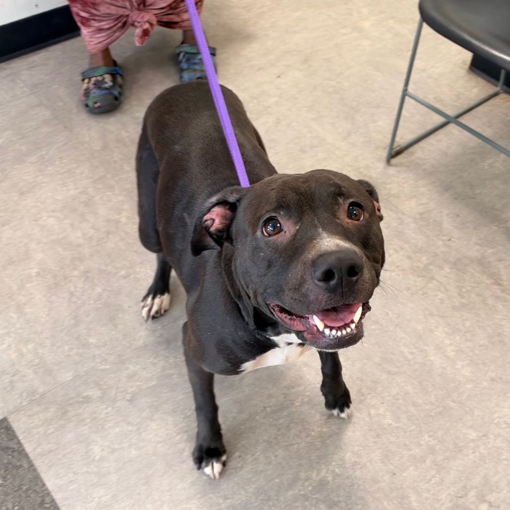 Shelter Stray Female Dog last seen , Animal Care & Control Team of Philly, 111 W Hunting Park Ave, Philadelphia, PA 19140, USA