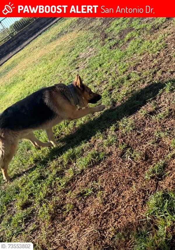 Lost Male Dog last seen san antonio dr, San Antonio Dr,  92236
