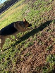 Lost Male Dog last seen san antonio dr, San Antonio Dr,  92236