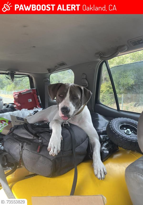 Lost Female Dog last seen International blvd, Oakland, CA 94601