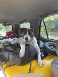 Lost Female Dog last seen International blvd, Oakland, CA 94601