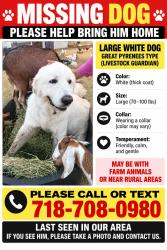Lost Male Dog last seen Heart st, Haslet, TX 76052