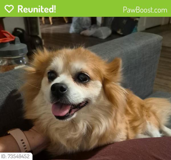 Reunited Female Dog last seen Near N Palm Ave, Fresno, CA 93704, USA, Fresno, CA 93704