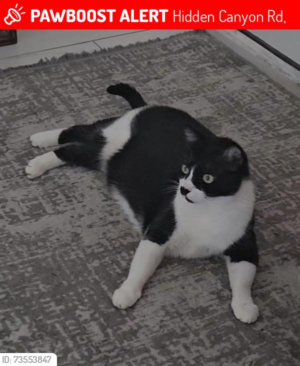 Lost Male Cat last seen Rock canyon Dr., Hidden Canyon Rd,  77450