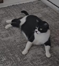 Lost Male Cat last seen Rock canyon Dr., Hidden Canyon Rd,  77450