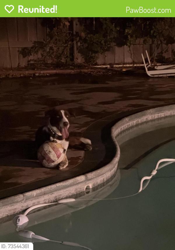Reunited Male Dog last seen Lindale Road, Sacramento, CA 95822