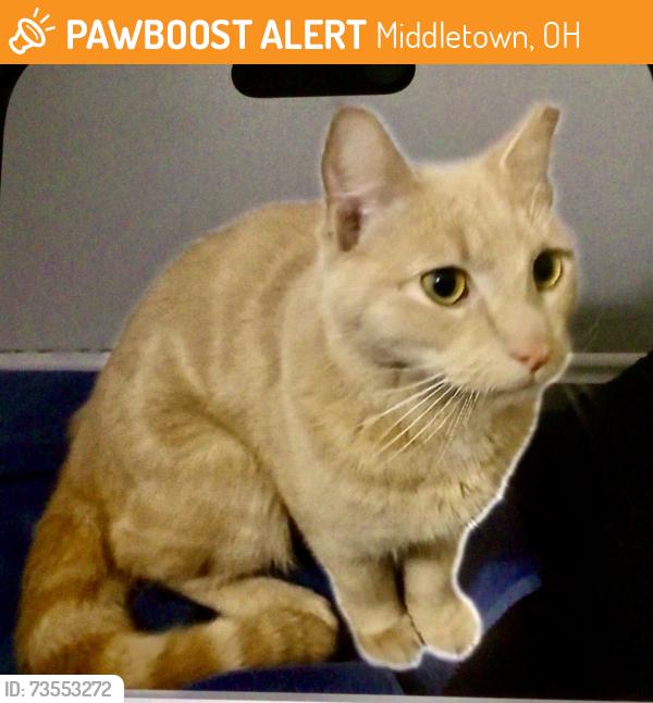 Found/Stray Unknown Cat last seen Roosevelt commons apmt, Middletown, OH 45044