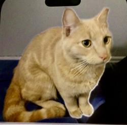 Found/Stray Unknown Cat last seen Roosevelt commons apmt, Middletown, OH 45044