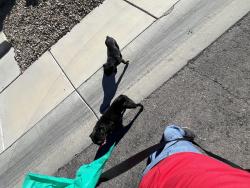 Reunited Male Dog last seen Hickory Post Ave, Hickory Post Ave,  89141