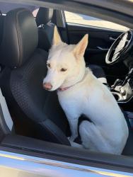 Found/Stray Female Dog last seen 107th Avenue and Van Buren, Avondale, AZ 85323