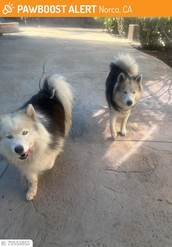 Found/Stray Unknown Dog last seen 2nd & Valley View NORCO CA, Norco, CA 92860