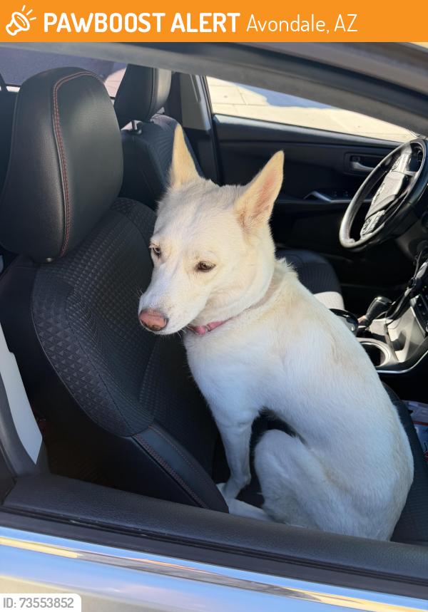 Found/Stray Female Dog last seen 107th Avenue and Van Buren, Avondale, AZ 85323