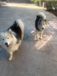 Found/Stray Unknown Dog last seen 2nd & Valley View NORCO CA, Norco, CA 92860