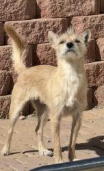 Lost Male Dog last seen Fig St near West Cliff/Tenya/Pirate Cove, Fig Ct,  89145