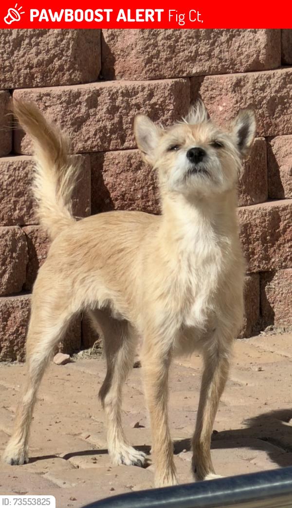 Lost Male Dog last seen Fig St near West Cliff/Tenya/Pirate Cove, Fig Ct,  89145