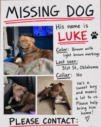 Lost Male Dog last seen Binkley, Oklahoma City, OK 73119
