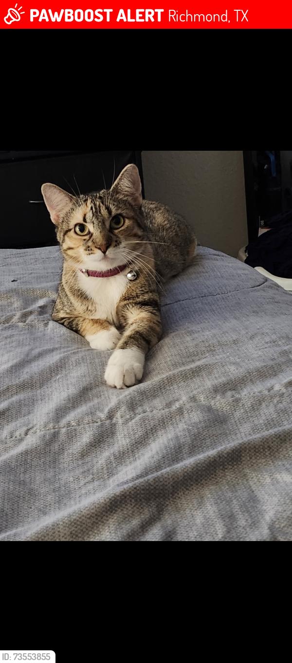 Lost Female Cat last seen Bryan rd and Minonite rd, Richmond, TX 77469