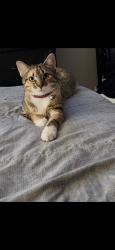 Lost Female Cat last seen Bryan rd and Minonite rd, Richmond, TX 77469