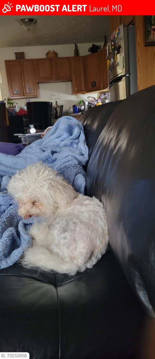 Lost Male Dog last seen Washingron blvd, Laurel, MD 20707