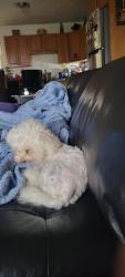Lost Male Dog last seen Washingron blvd, Laurel, MD 20707