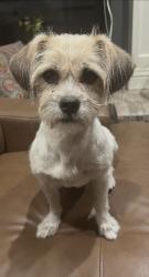Reunited Female Dog last seen Nordhoff and Aqueduct, Los Angeles, CA 91343