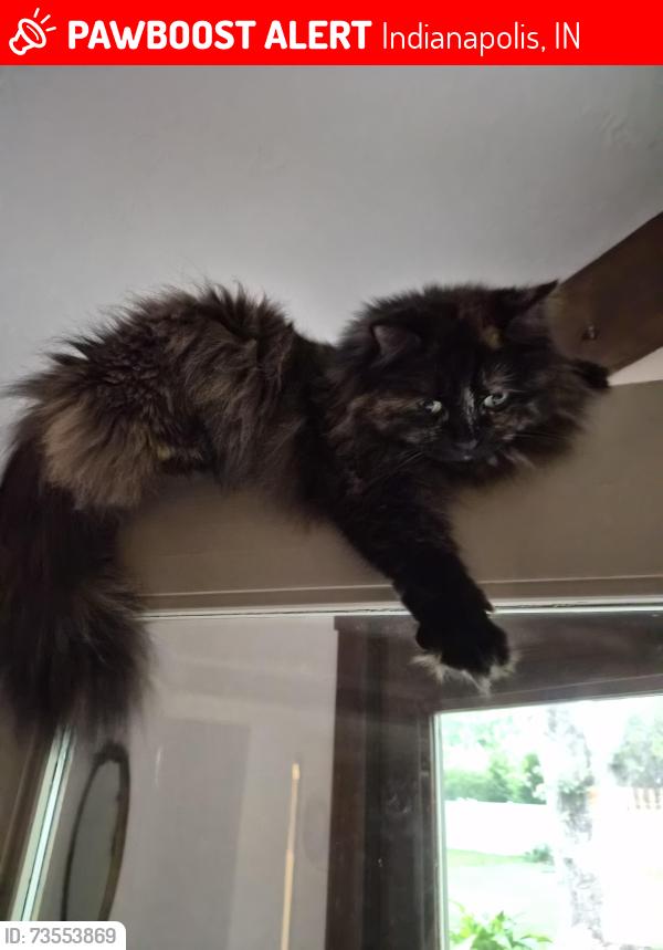 Lost Female Cat last seen Meridian and Bennington, Indianapolis, IN 46227
