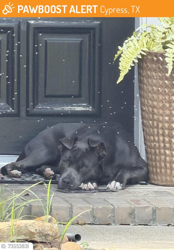 Found/Stray Male Dog last seen Telge and spring cypress, Cypress, TX 77429