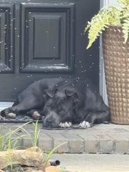Found/Stray Male Dog last seen Telge and spring cypress, Cypress, TX 77429