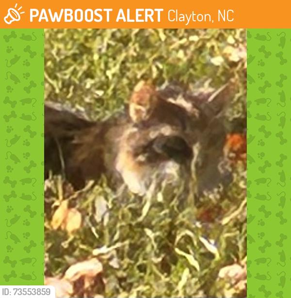 Found/Stray Unknown Cat last seen Chalmers Rd, Clayton, NC 27520