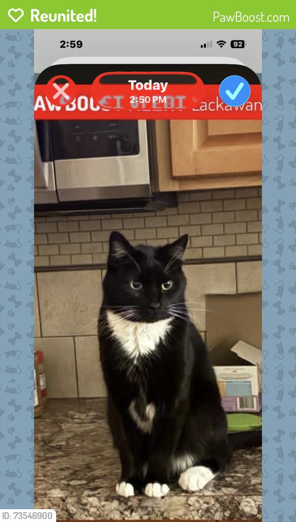 Reunited Male Cat last seen Caldwell, ID, USA, Caldwell, ID 83605