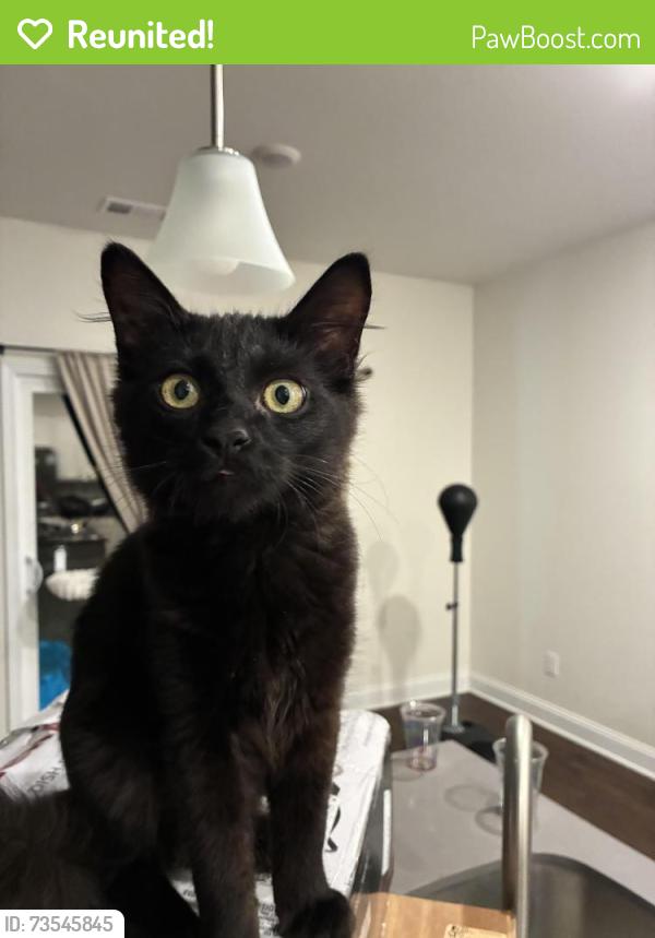 Reunited Male Cat last seen Coarsey Farms neighborhood, Nashville, TN 37115