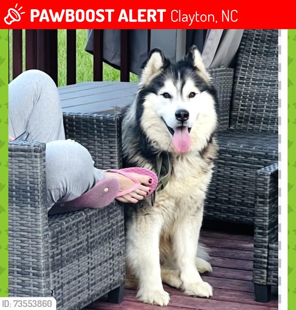 Lost Male Dog last seen Near S ridge dr garner, Clayton, NC 27520