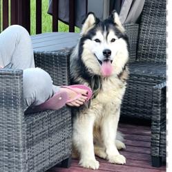 Lost Male Dog last seen Near S ridge dr garner, Clayton, NC 27520