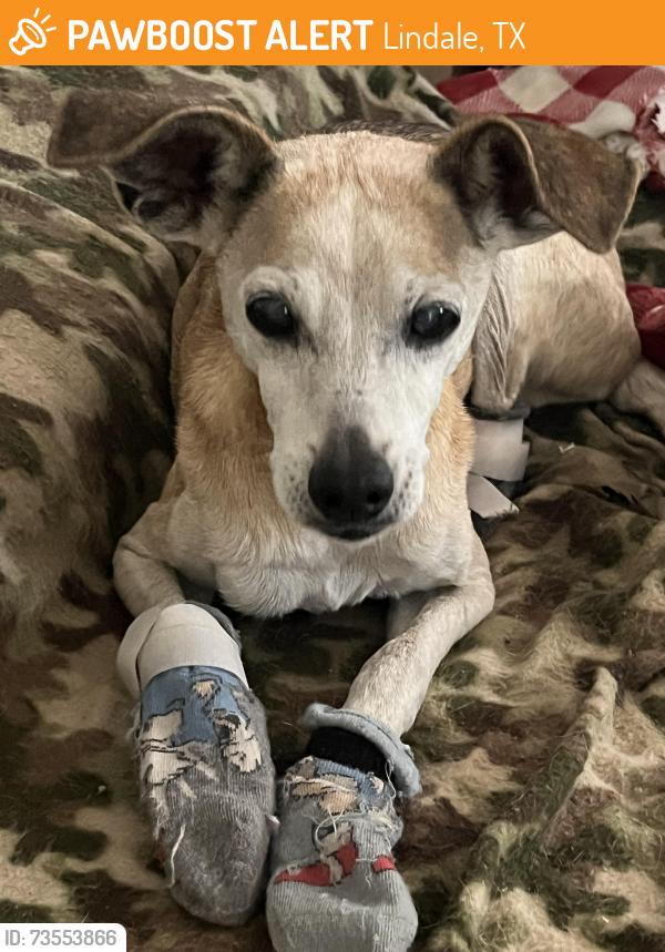 Found/Stray Male Dog last seen Country Acres Drive and Co Rd 474, Lindale, TX 75771