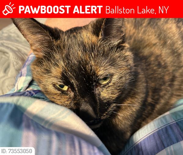 Lost Female Cat last seen Eastline Rd and Malta ave, Ballston Lake, NY 12019