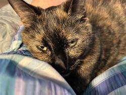 Lost Female Cat last seen Eastline Rd and Malta ave, Ballston Lake, NY 12019