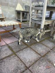 Found/Stray Unknown Cat last seen Seen in yard past few days. They’re very friendly!, Oakland, CA 94611