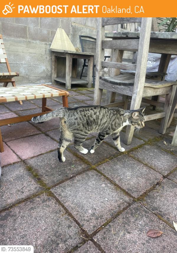 Found/Stray Unknown Cat last seen Seen in yard past few days. They’re very friendly!, Oakland, CA 94611
