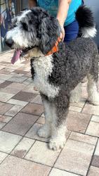 Reunited Male Dog last seen Spencer and Tarpon Springs Rd, Spencer Rd,  77084