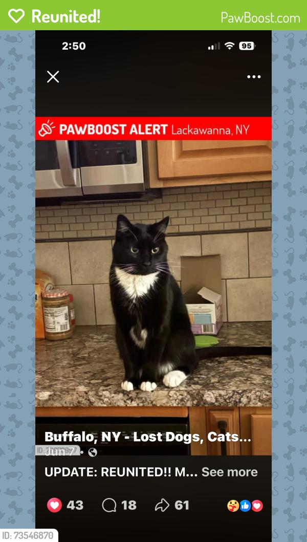 Reunited Male Cat last seen Caldwell, ID, USA, Caldwell, ID 83605