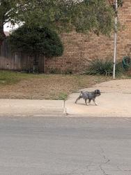 Found/Stray Unknown Dog last seen Haynes and whitney, Midland, TX 79705