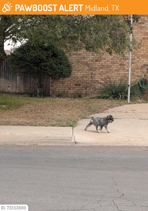 Found/Stray Unknown Dog last seen Haynes and whitney, Midland, TX 79705