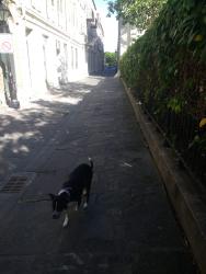 Reunited Male Dog last seen Napoleon ave, New Orleans, LA 70115