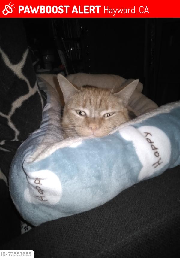 Lost Male Cat last seen Meekland Ave cross street Grove Way, Hayward, CA 94541