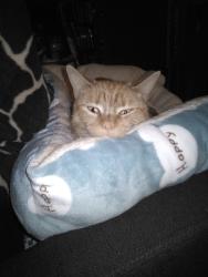 Lost Male Cat last seen Meekland Ave cross street Grove Way, Hayward, CA 94541