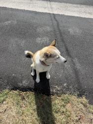 Found/Stray Female Dog last seen Fulton/link, Houston, TX 77009