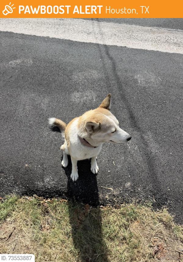 Found/Stray Female Dog last seen Fulton/link, Houston, TX 77009
