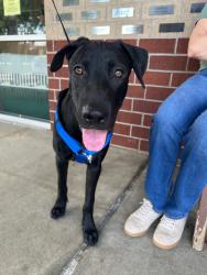 Found/Stray Male Dog last seen Misty Cove and Fry Road, Katy, TX 77449