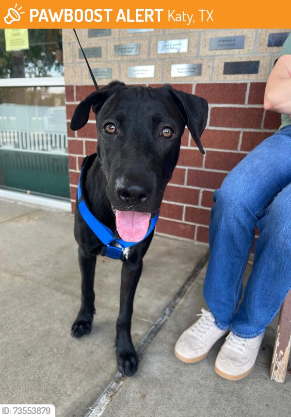 Found/Stray Male Dog last seen Misty Cove and Fry Road, Katy, TX 77449